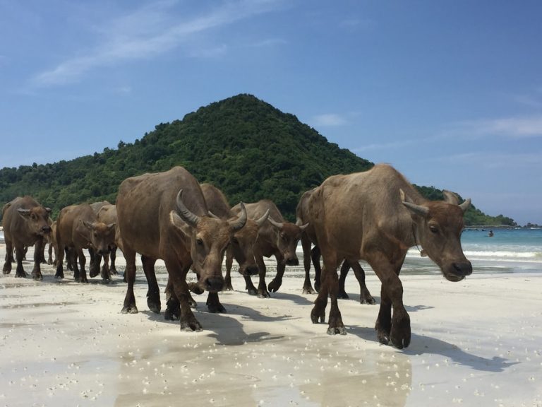 lombok-buffalos